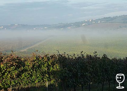 P1110587 Montefalco vinice