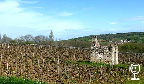 P1200542 Vinice u Santenay
