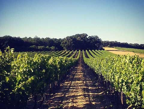 Gravennes Vinice 480 UPR