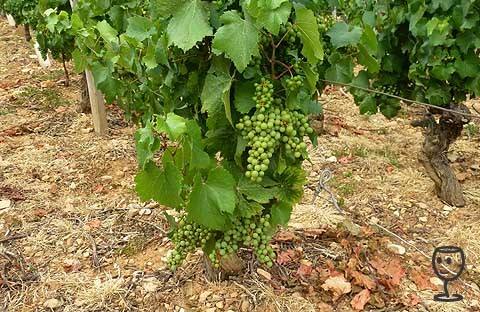 BLOG P1230820 keře v Pouilly