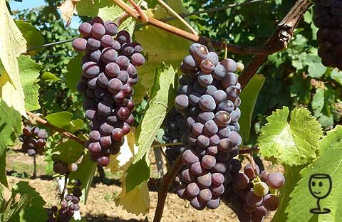 BLOG P1240556 hrozny PINOT NOIR
