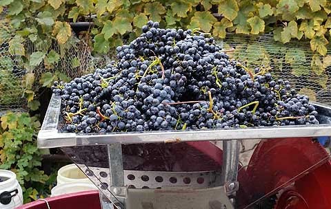 Macháček Pinot 480