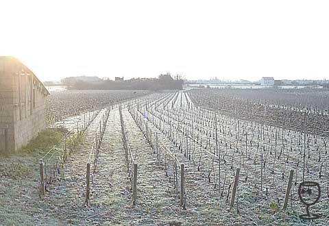 blog P1280059 vinice s kontralichtem