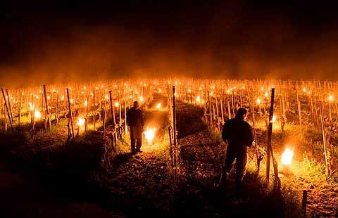 Chablis 13087386_1805128206376939_2484359881060962845_n