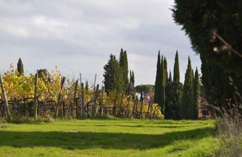 gracciano-1-upr-960