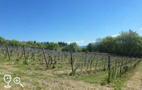 BL P1320189 Canneta vinice