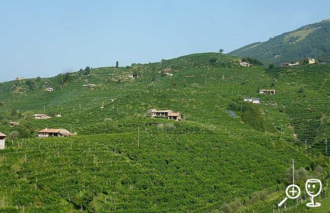 BL P1330876 Prosecco krajina