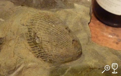 BL P1340284 Muschelkalk