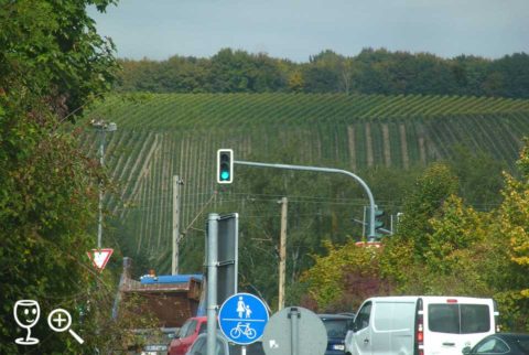 BL P1340214 vinice u Randersackeru