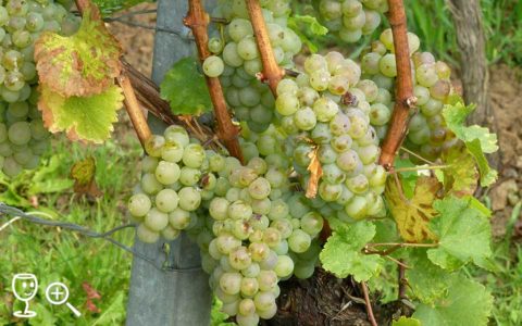 BL P1340319 Silvaner hrozny