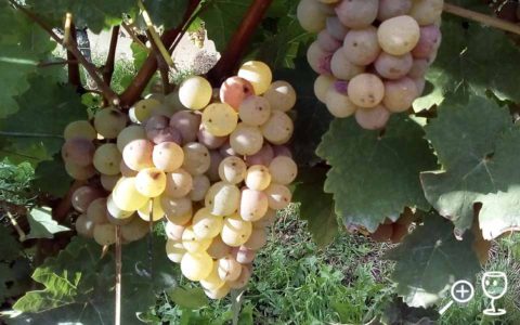 BL 164344 Franky Silvaner Hrozen