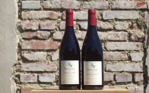 BL P1360753 Spatburgunda a Schwarzriesling