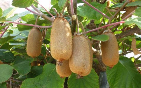 BL P1380700 kiwi