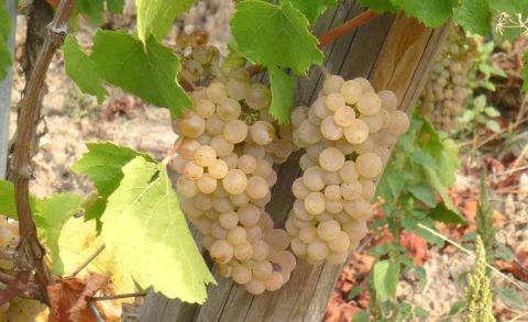 bl P1380677 AUXERROIS